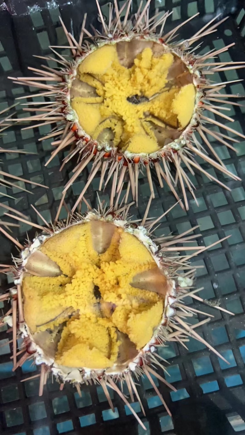 大连黄海胆，黄金海胆现货。大连一手货源。