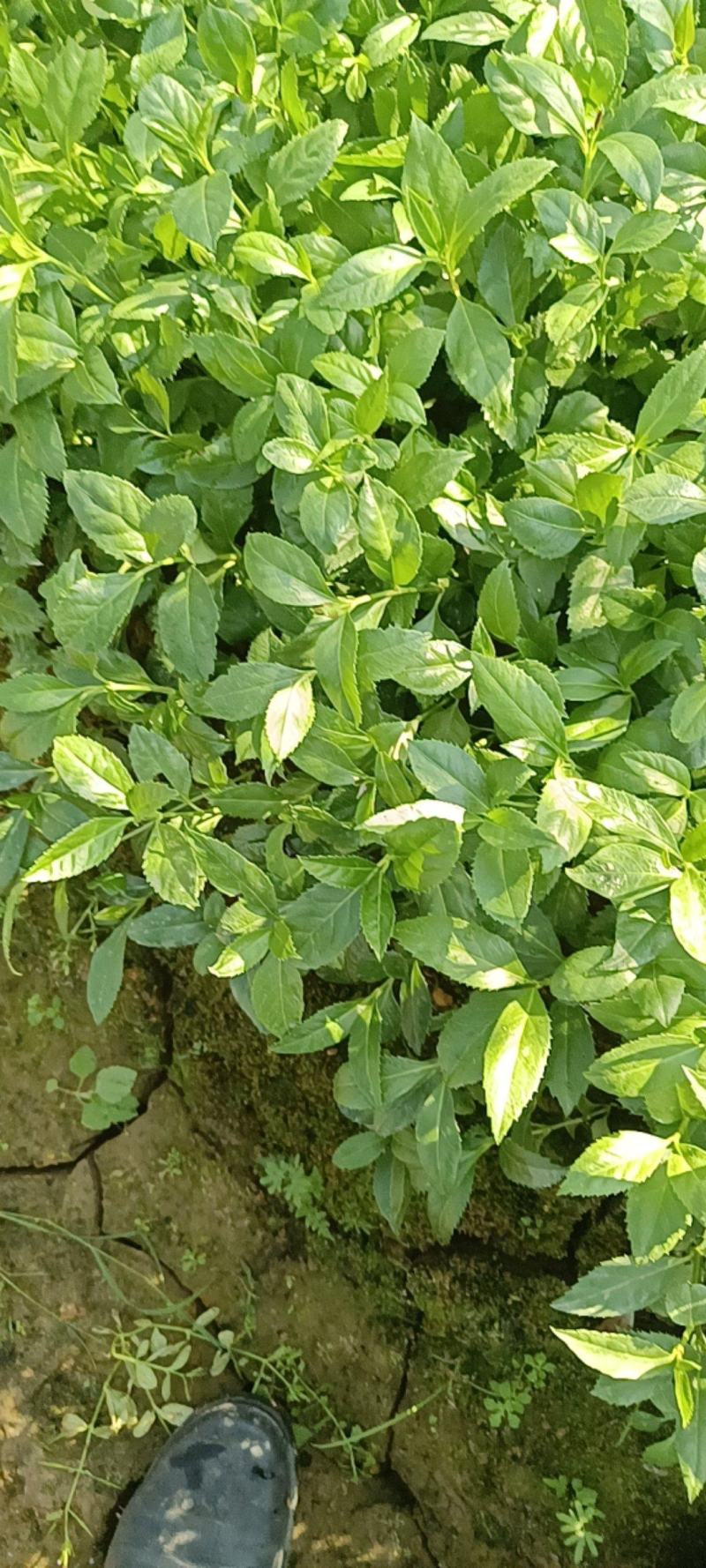 【热】精品草珊瑚苗，品质保证，量大从优，本着诚信经营物的