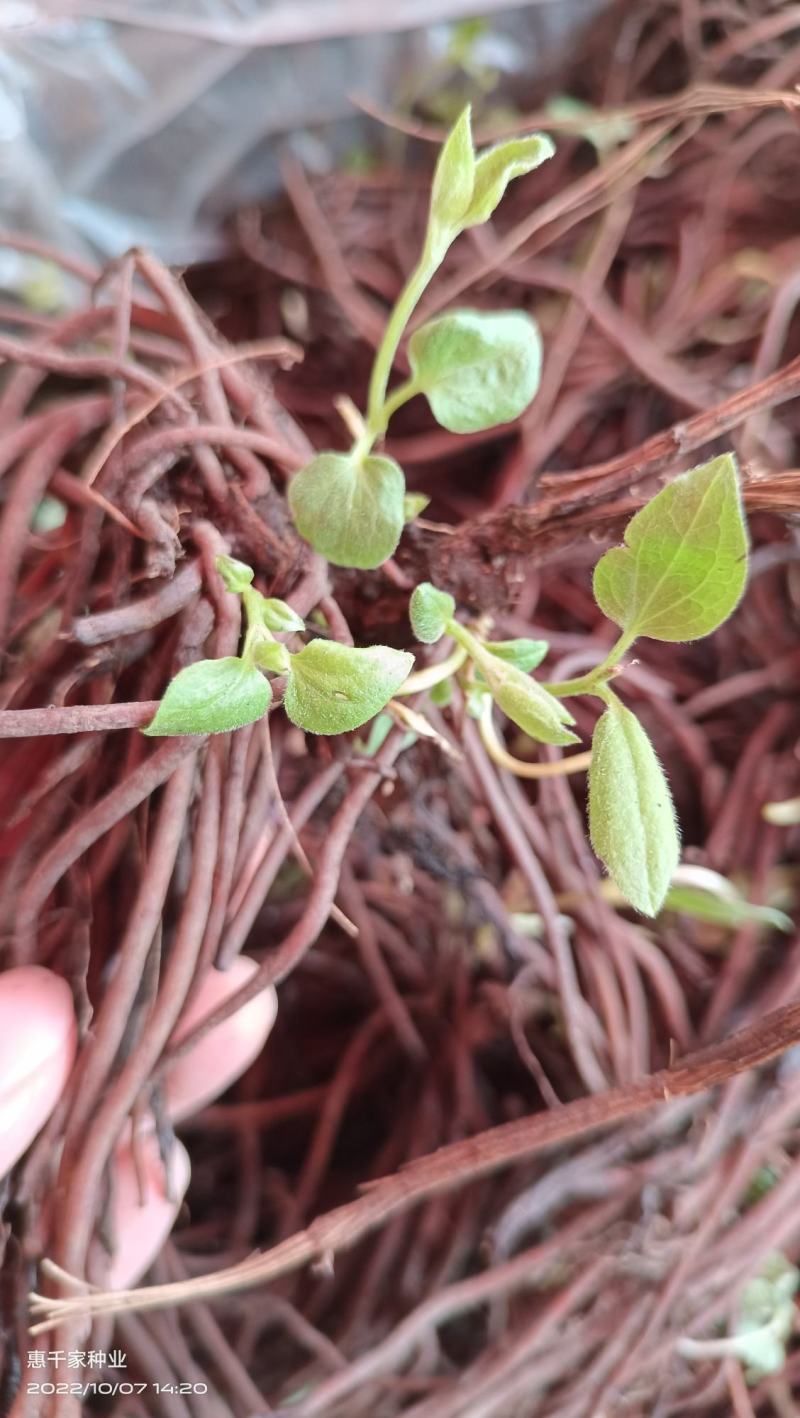 好特亮红早茄茄子种子早熟高产抗病耐寒抗性好紫圆茄种籽大田