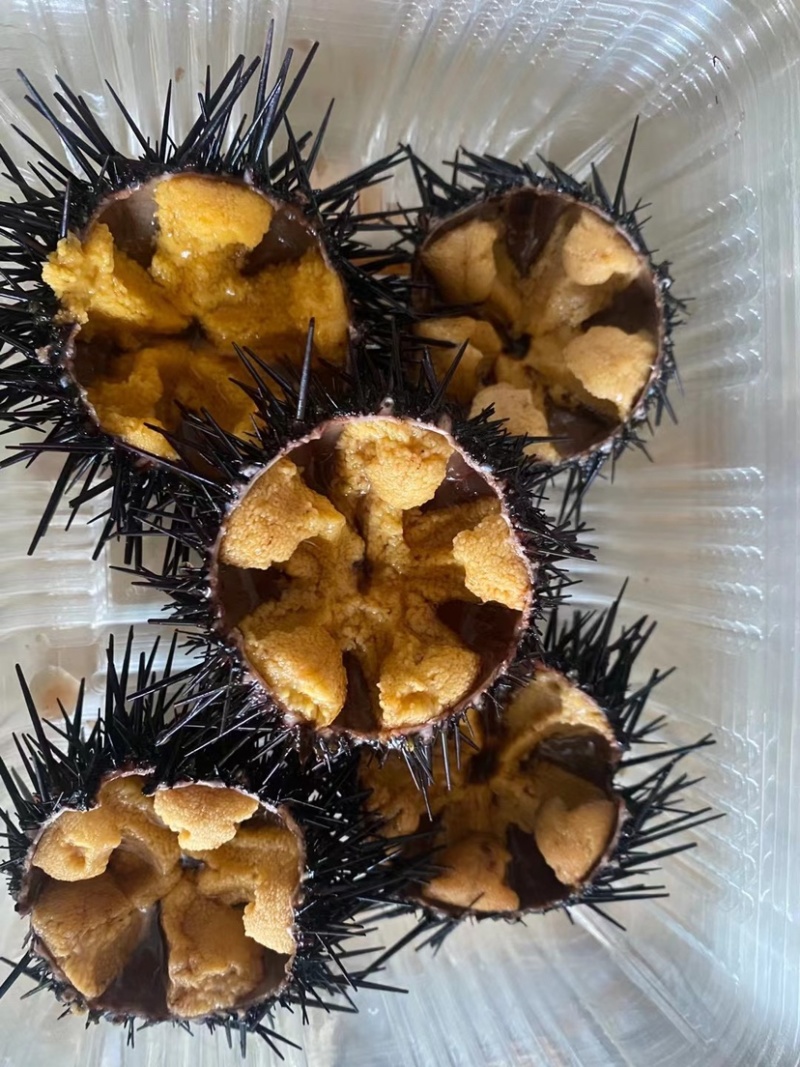 大连黄海胆，黄金海胆现货。大连一手货源。