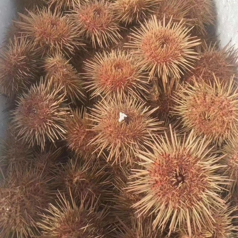 大连黄海胆，黄金海胆现货。大连一手货源。