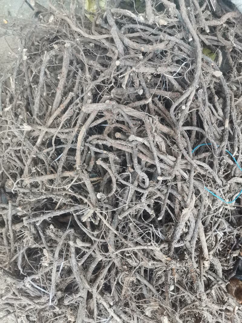 金雀根，洋雀花根，锦鸡儿，洋雀根，干度好，