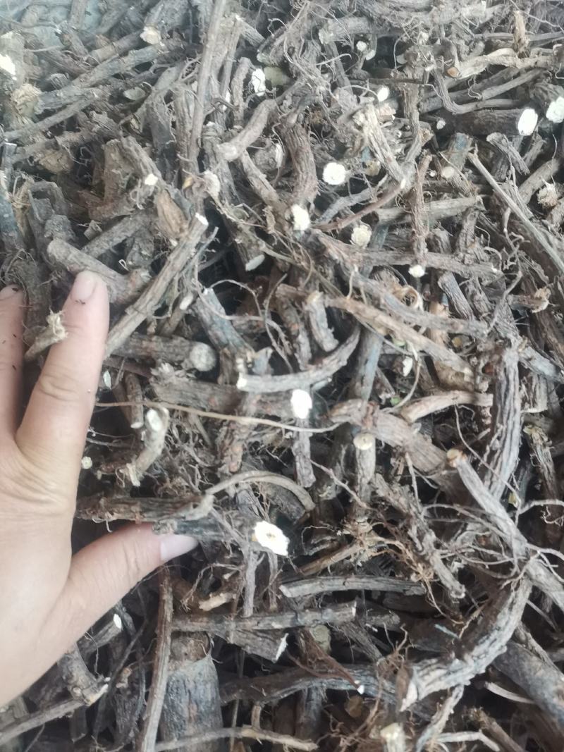 金雀根，洋雀花根，锦鸡儿，洋雀根，干度好，