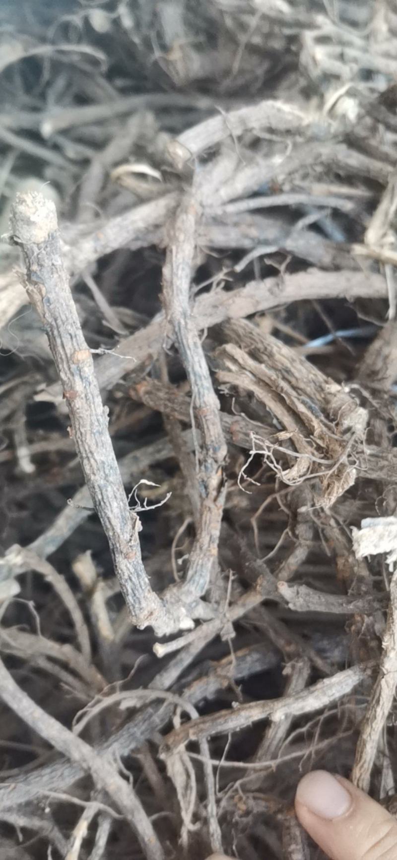 金雀根，洋雀花根，锦鸡儿，洋雀根，干度好，