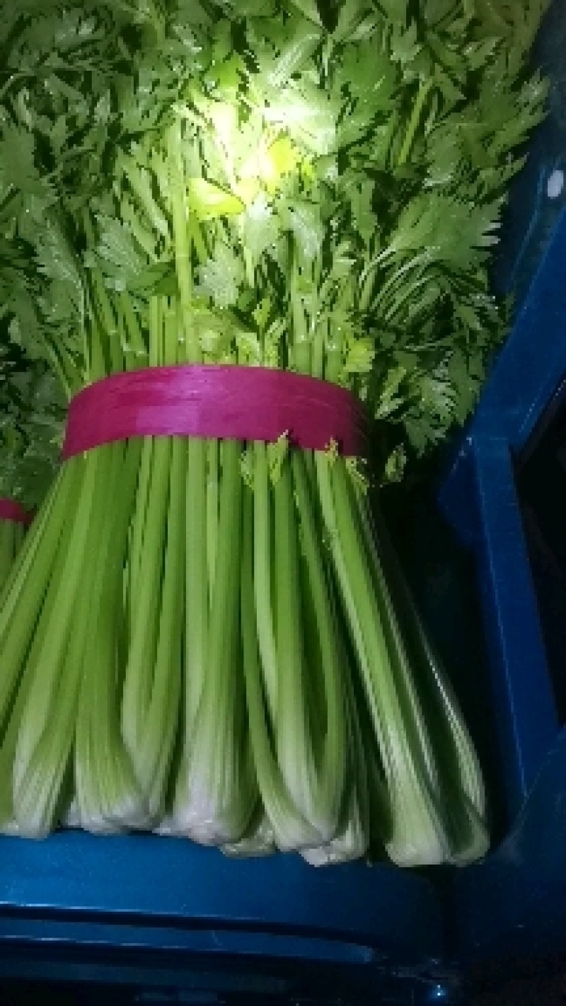 聊城市芹菜大量上市，一手货源，质量好价格低，支持各种包装