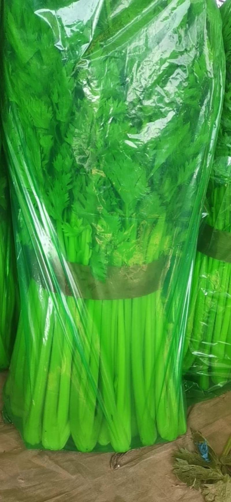 聊城市芹菜大量上市，一手货源，质量好价格低，支持各种包装