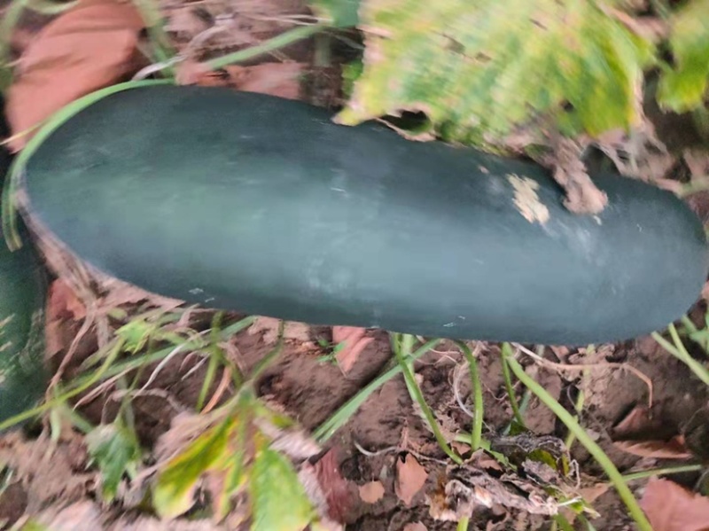 黑皮冬瓜地冬瓜济宁黑皮冬瓜种植户黑皮冬瓜