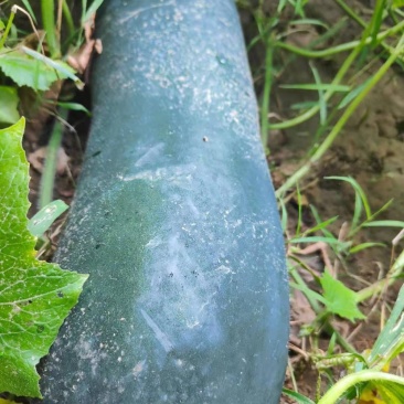 黑皮冬瓜地冬瓜济宁黑皮冬瓜种植户黑皮冬瓜