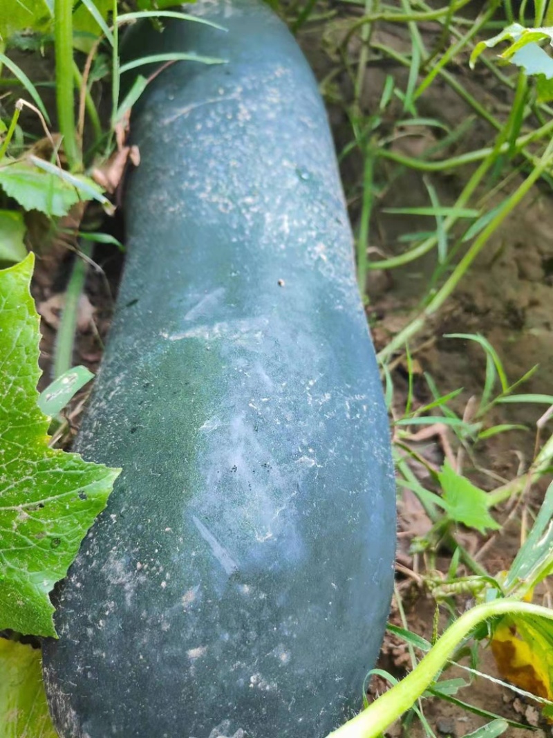 黑皮冬瓜地冬瓜济宁黑皮冬瓜种植户黑皮冬瓜