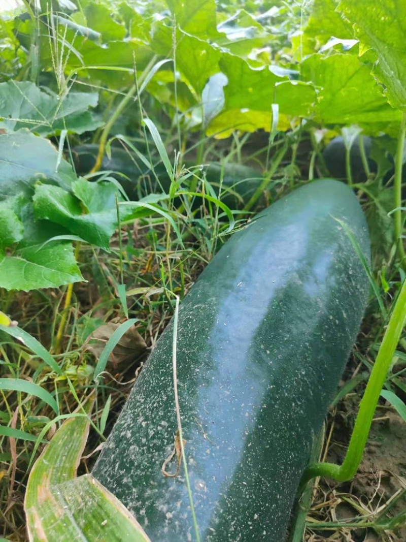 黑皮冬瓜地冬瓜济宁黑皮冬瓜种植户黑皮冬瓜