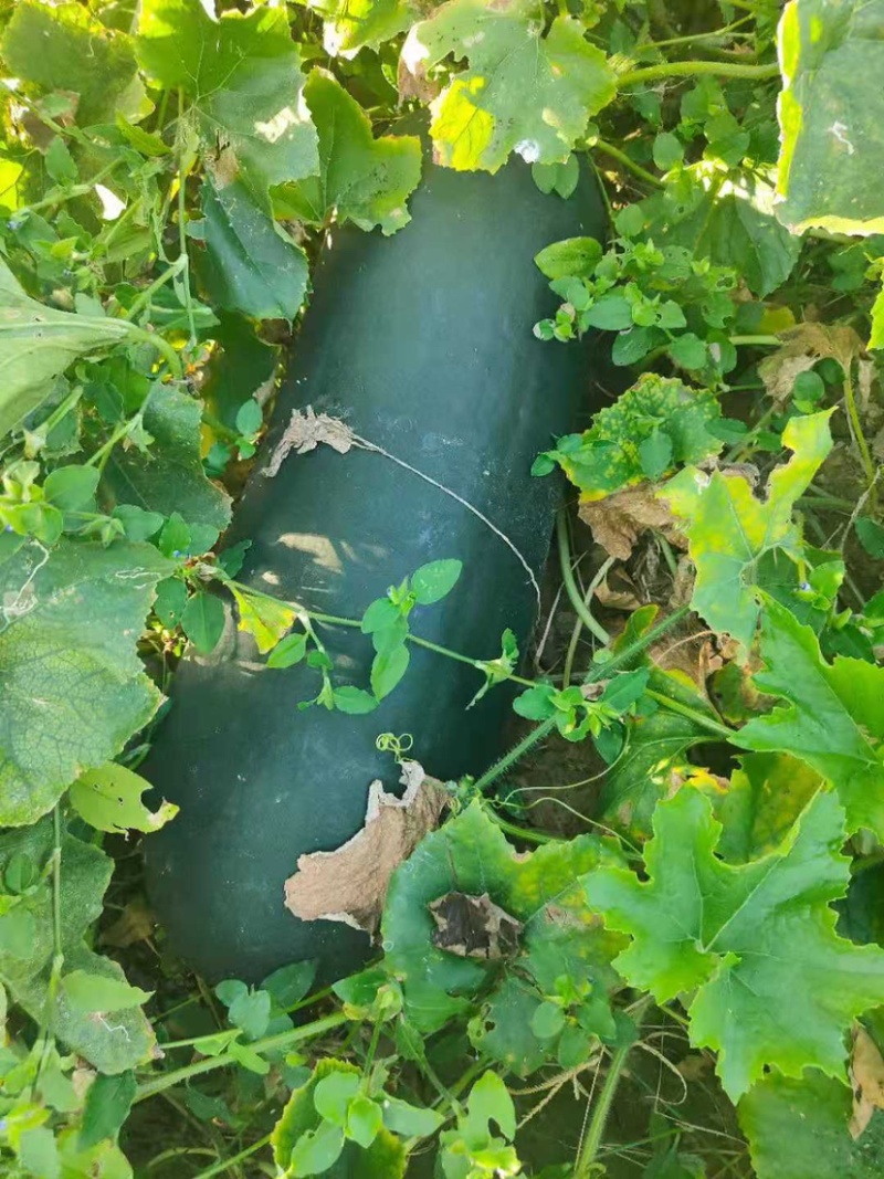 黑皮冬瓜地冬瓜济宁黑皮冬瓜种植户黑皮冬瓜