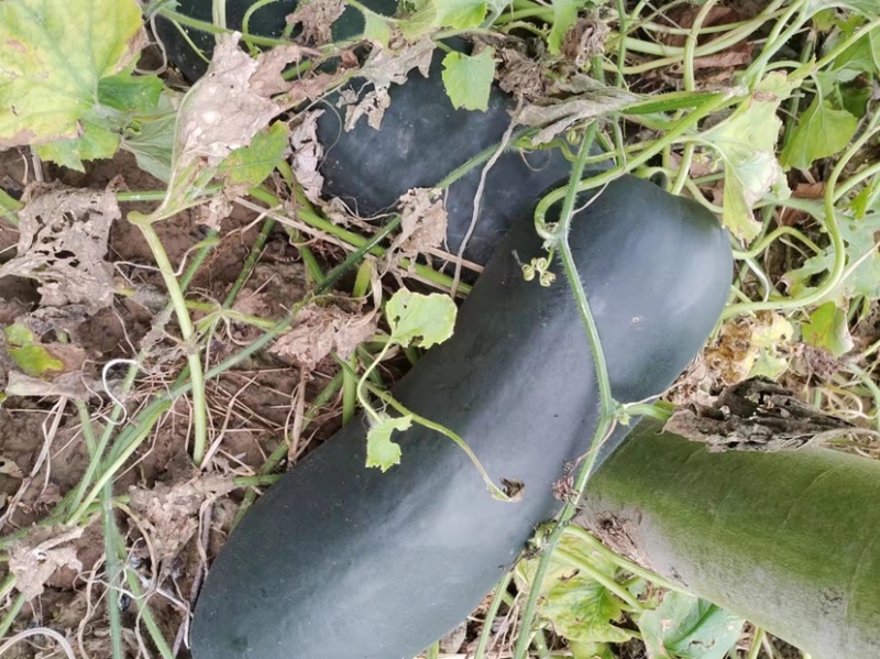 黑皮冬瓜地冬瓜济宁黑皮冬瓜种植户黑皮冬瓜
