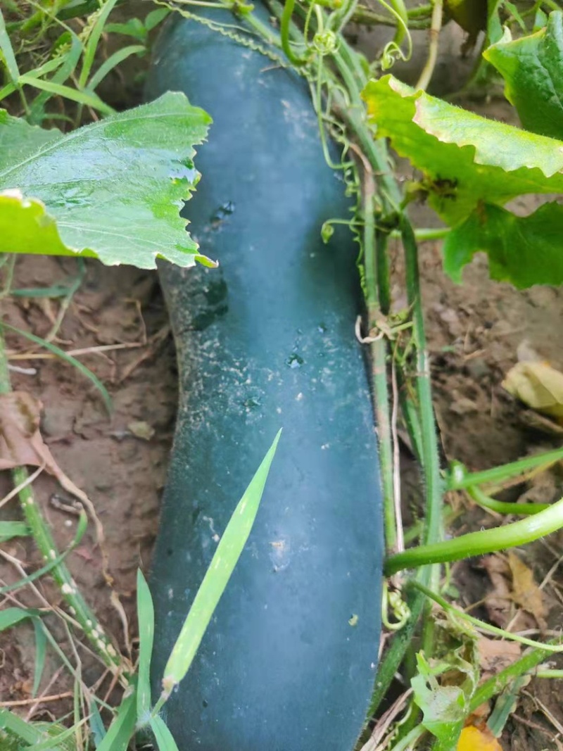 黑皮冬瓜地冬瓜济宁黑皮冬瓜种植户黑皮冬瓜