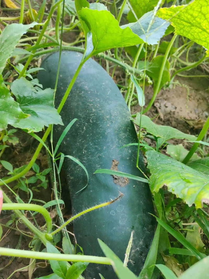 黑皮冬瓜地冬瓜济宁黑皮冬瓜种植户黑皮冬瓜