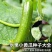 翠玲珑水果黄瓜种子强雌无刺小黄瓜抗病高产甜脆荷兰小黄瓜种
