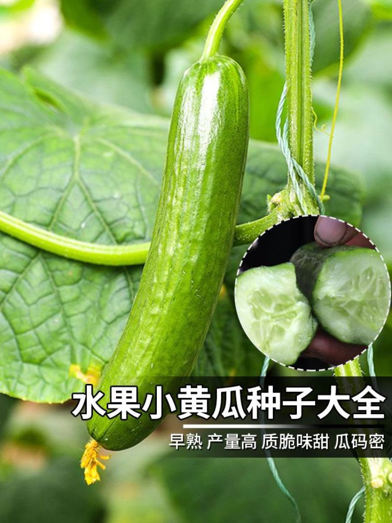 翠玲珑水果黄瓜种子强雌无刺小黄瓜抗病高产甜脆荷兰小黄瓜种