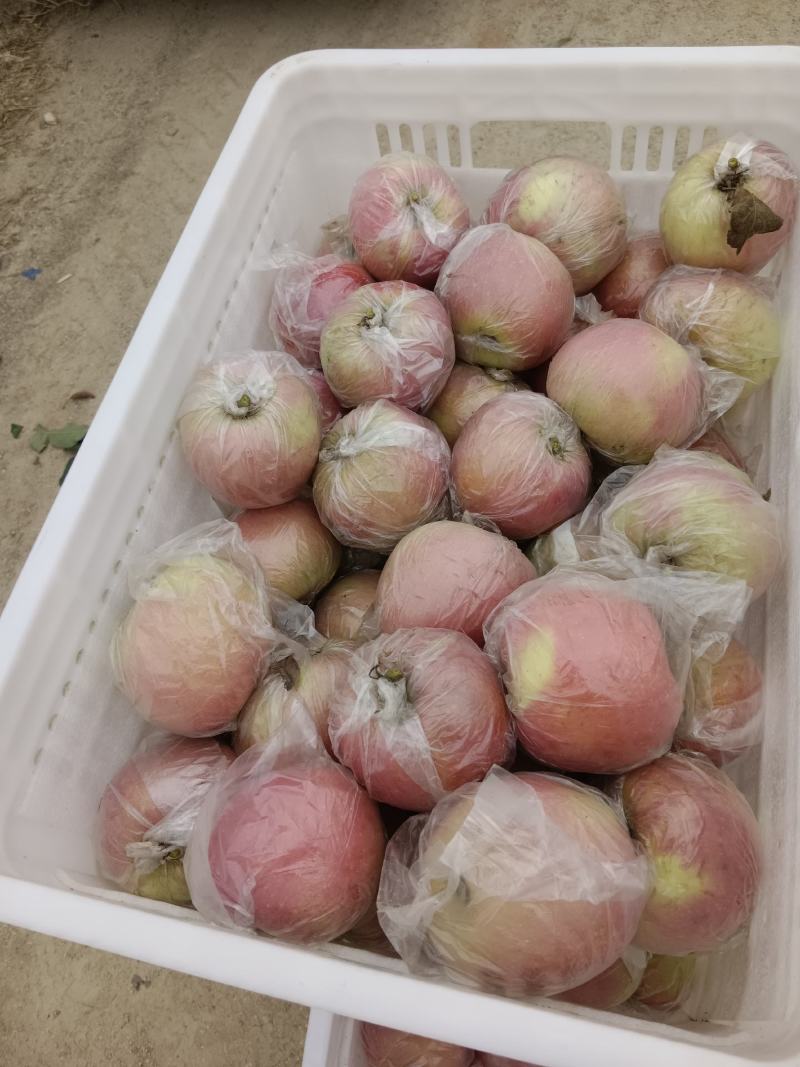冠县红富士苹果大量现货山东产地直发质量上乘对接商超