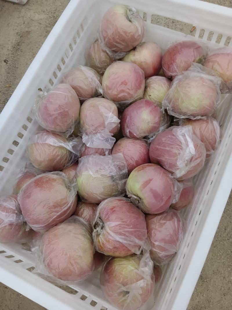 冠县红富士苹果大量现货山东产地直发质量上乘对接商超