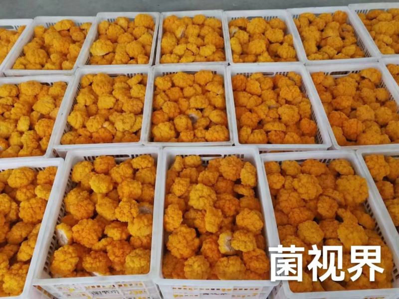 金耳，全国结单，大量供应