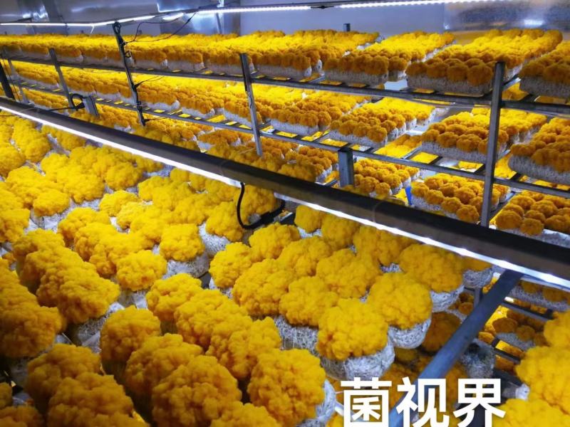 金耳，全国结单，大量供应