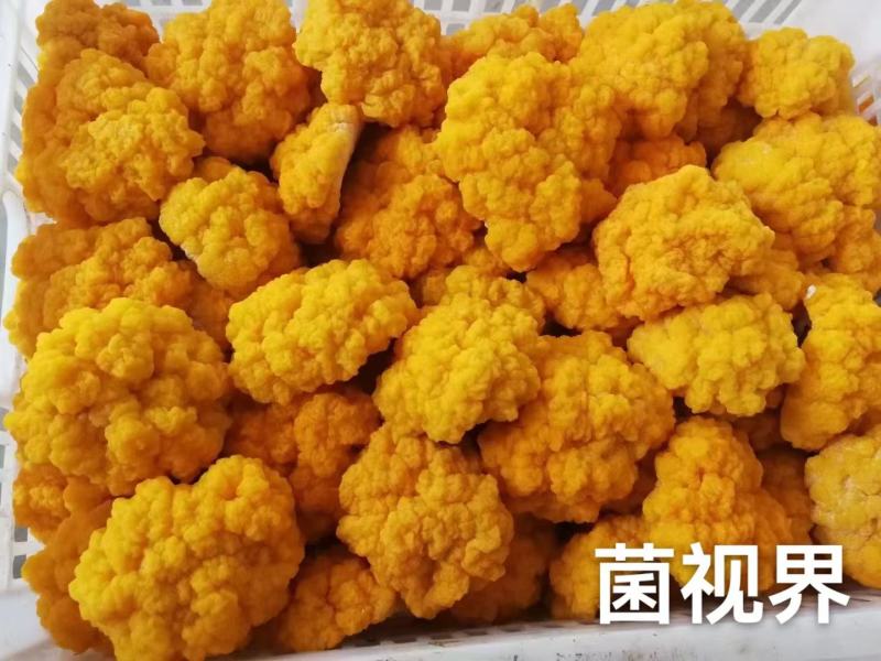 金耳，全国结单，大量供应