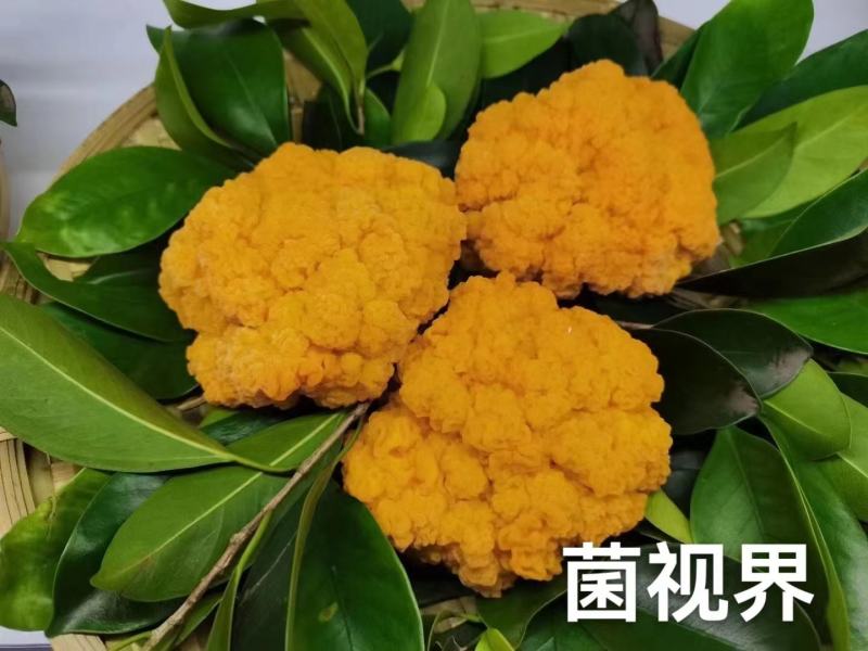 金耳，全国结单，大量供应