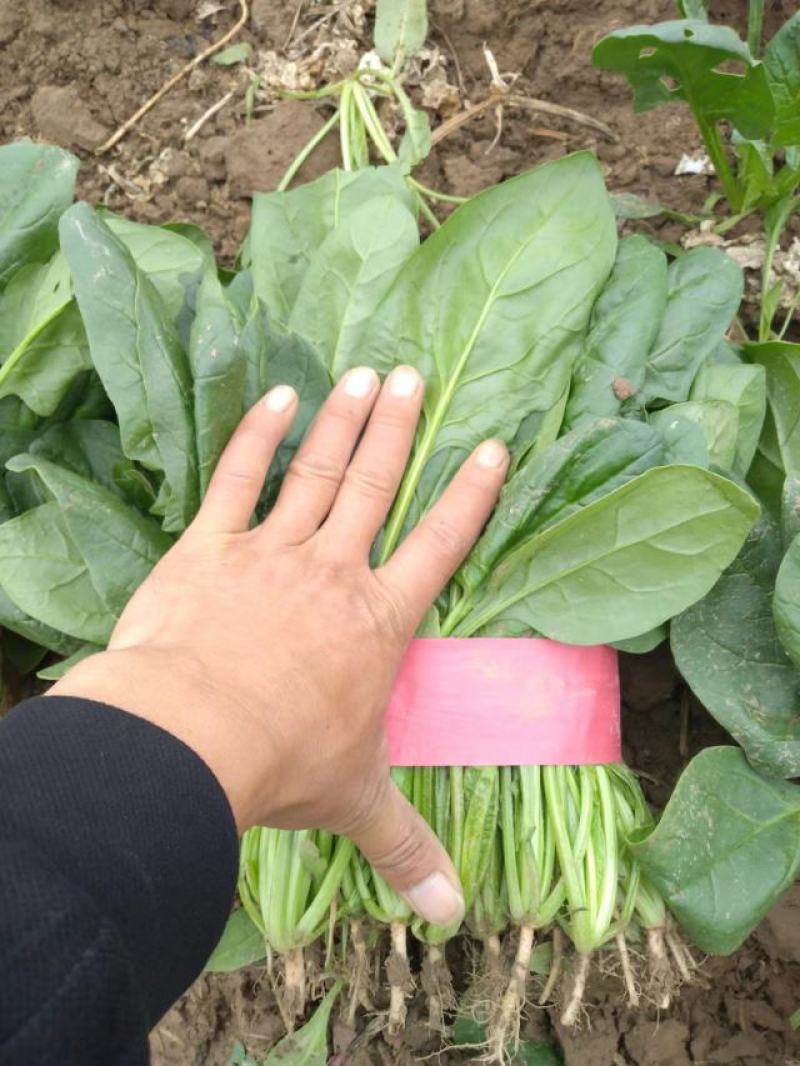 【热销】河南滑县菠菜一手货源全国代发欢迎来电咨询