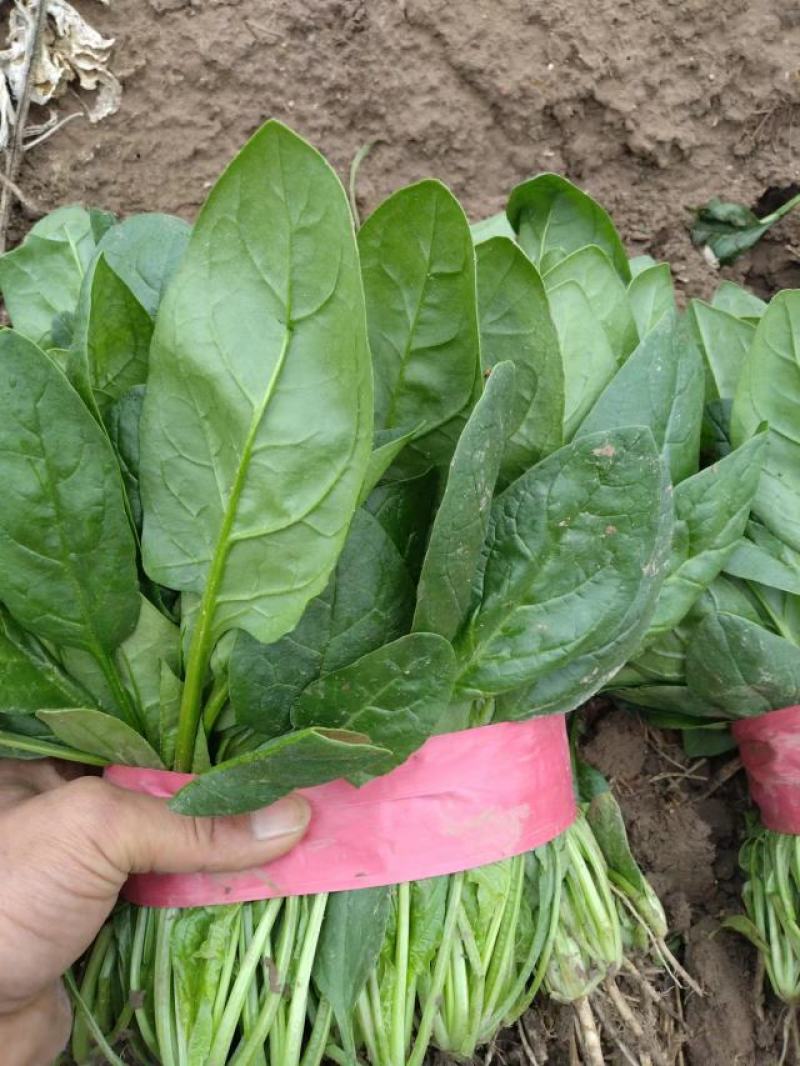 【热销】河南滑县菠菜一手货源全国代发欢迎来电咨询