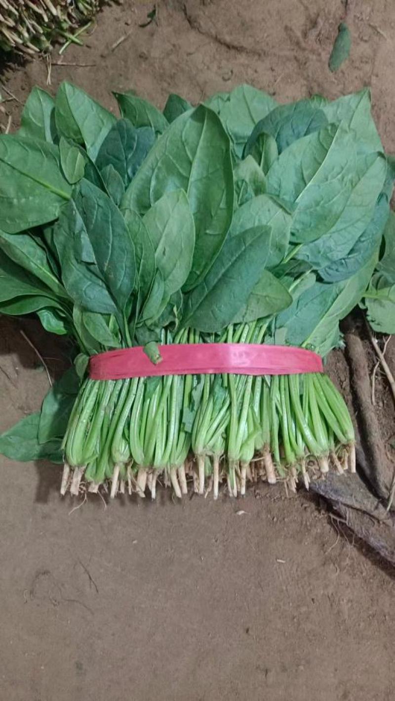 【热销】河南滑县菠菜一手货源全国代发欢迎来电咨询