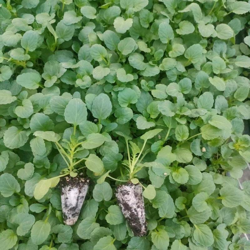 冬季花坛精灵品种角堇，角堇种苗预售发货批发价格