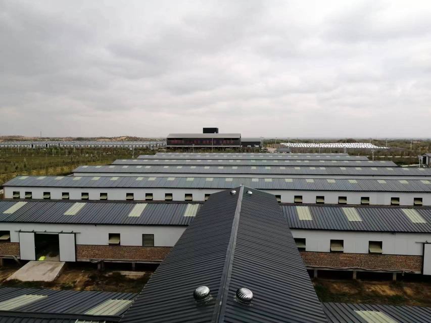 智能化屠宰流水线上的白条羊处理过程