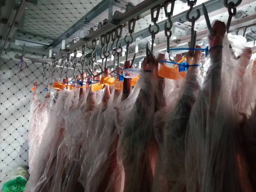 进口羊白条在现代化冷链车间中悬挂输送