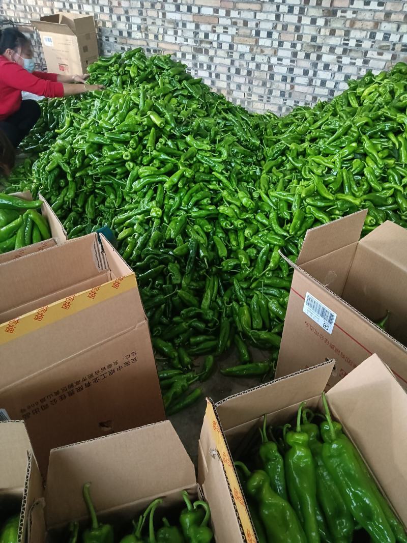 【热卖】精品泡椒301，货源充足，对接各大商超欢迎咨询