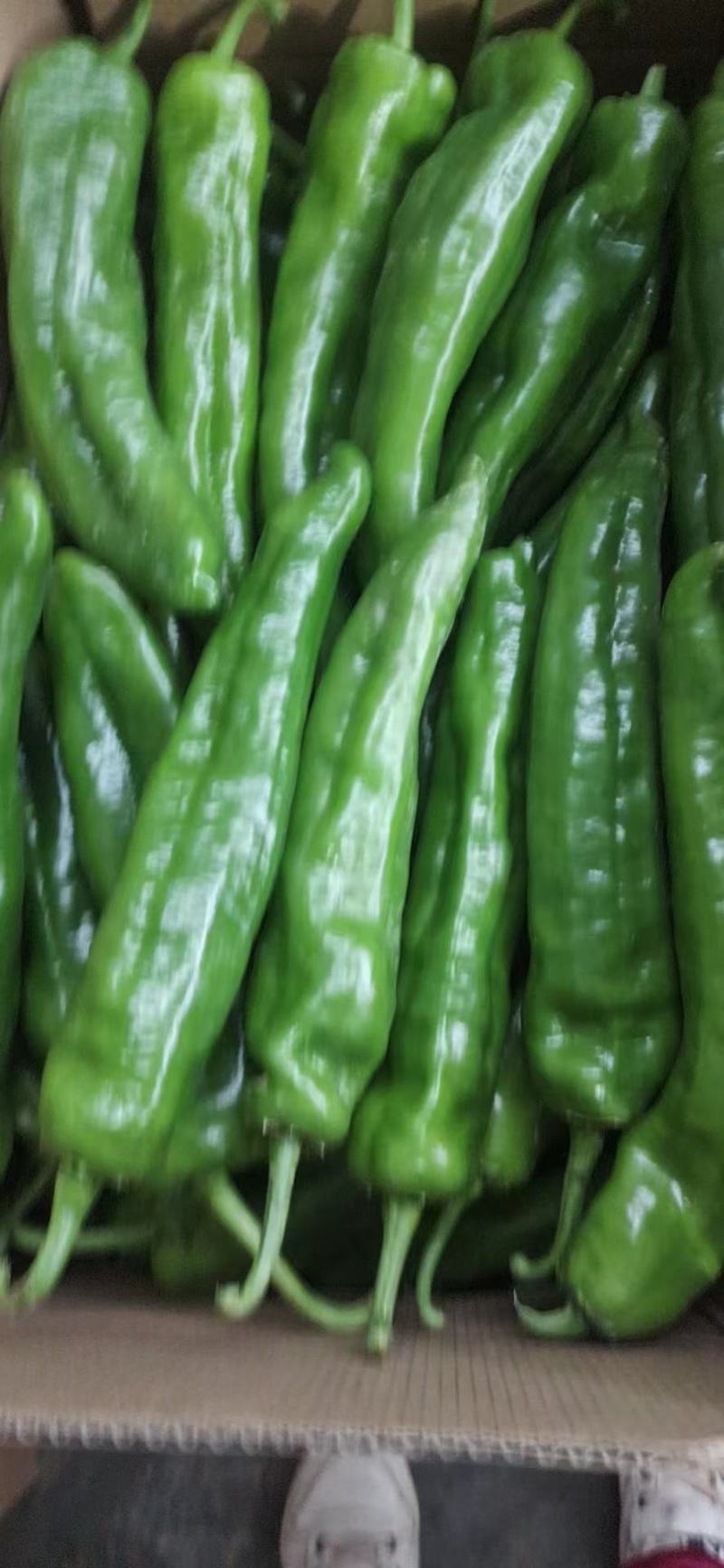 【热卖】精品泡椒301，货源充足，对接各大商超欢迎咨询