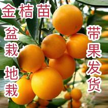 【聚划算】柑橘苗橘子苗金桔苗砂糖橘沃柑包品种