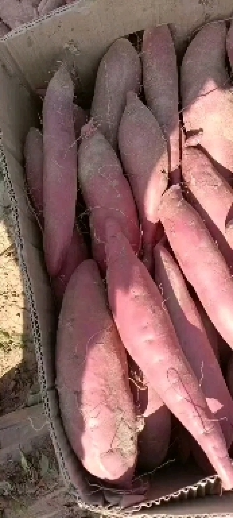 红薯种，成品，店商用的品种繁多，需要的联系