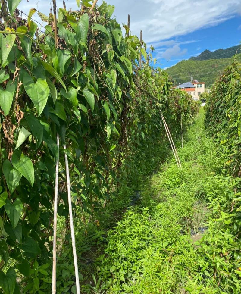 新鲜赣南紫山药_现挖现发紫淮山紫人参大量批发