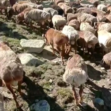 活羊