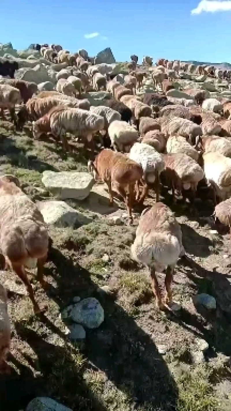 活羊