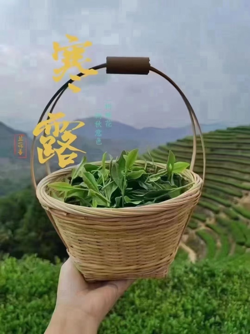 铁观音手工制作铁观音2025年铁观音秋茶包邮