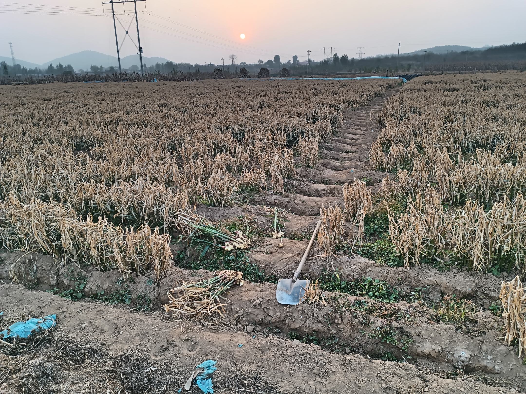 大黄姜在田间成熟待采收的场景