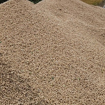 黄豆5-6万斤