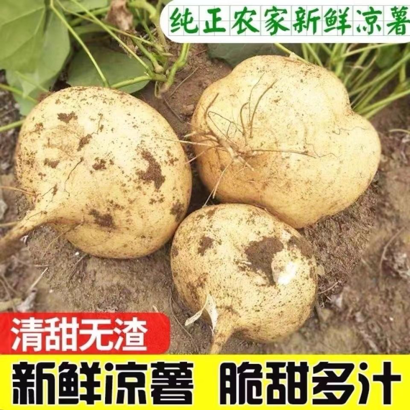 湖北凉薯地瓜豆薯沙葛/对接市场/电商/工厂