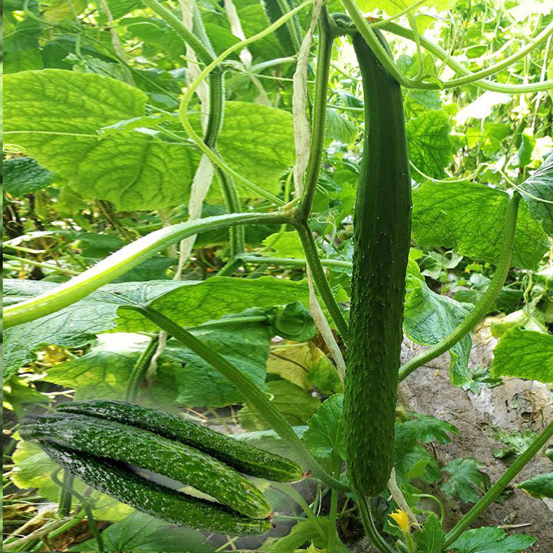 德瑞特博美10号黄瓜种子籽绿油亮黄瓜种籽淡绿瓤肉厚抗病