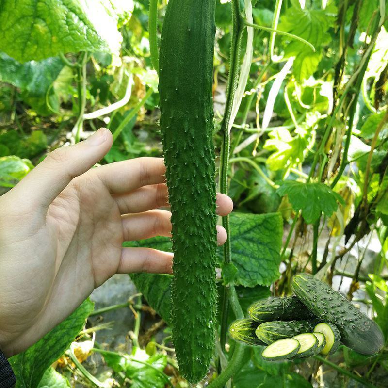 德瑞特博美10号黄瓜种子籽绿油亮黄瓜种籽淡绿瓤肉厚抗病