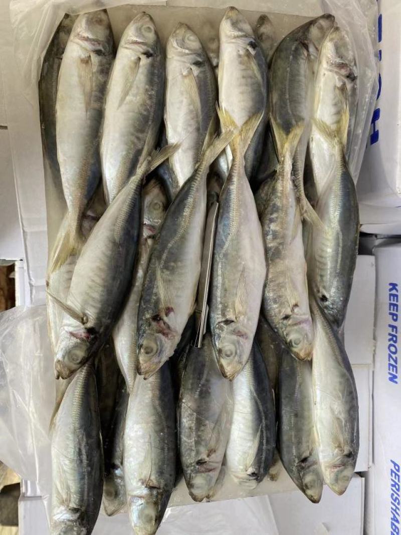 福建泉州吧浪鱼大量有货可视频看货量大从优