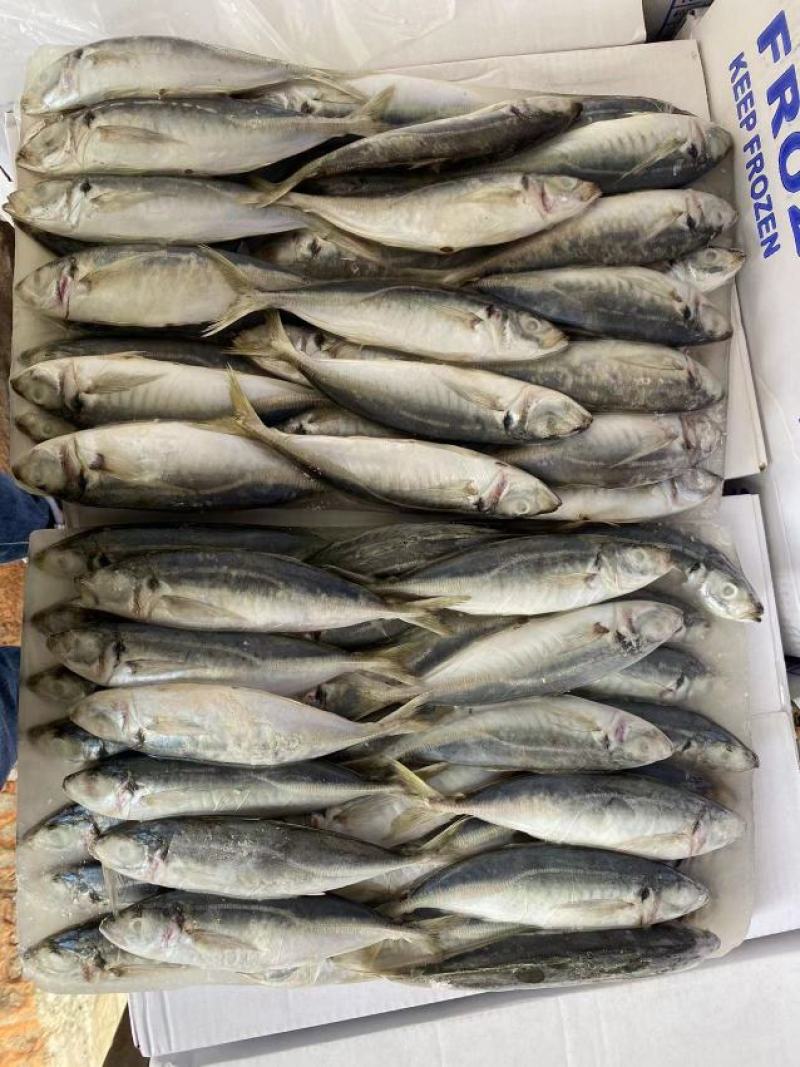 福建泉州吧浪鱼大量有货可视频看货量大从优