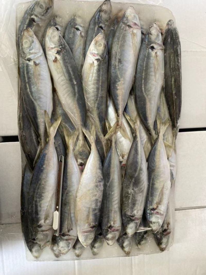 福建泉州吧浪鱼大量有货可视频看货量大从优