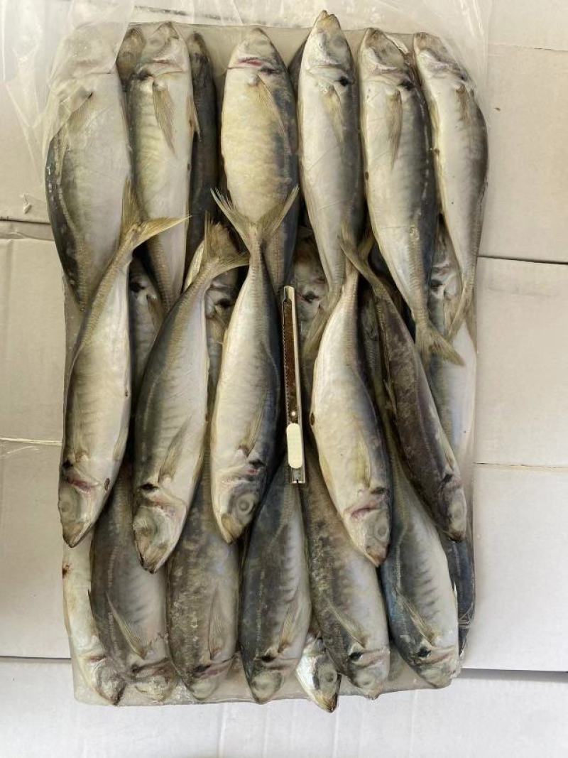 福建泉州吧浪鱼大量有货可视频看货量大从优