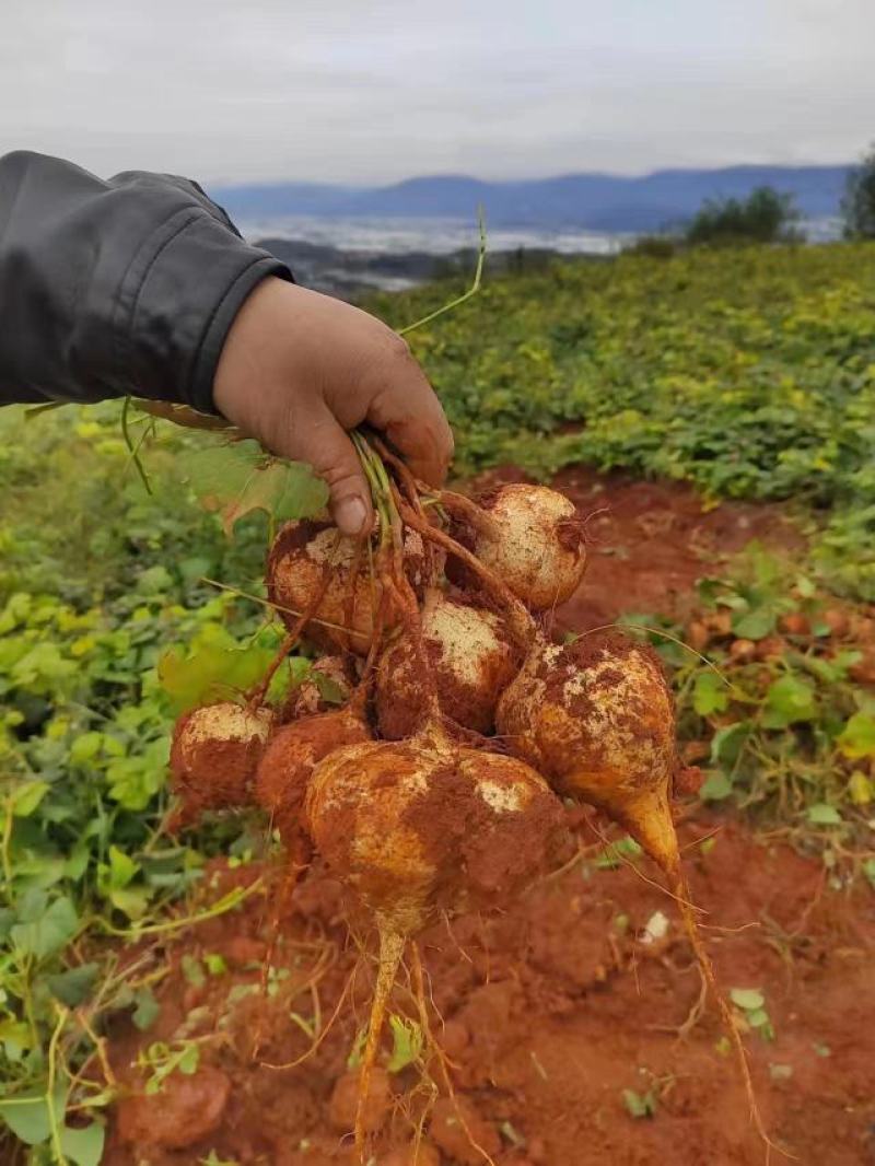 长期有货一手货源各种新鲜地瓜